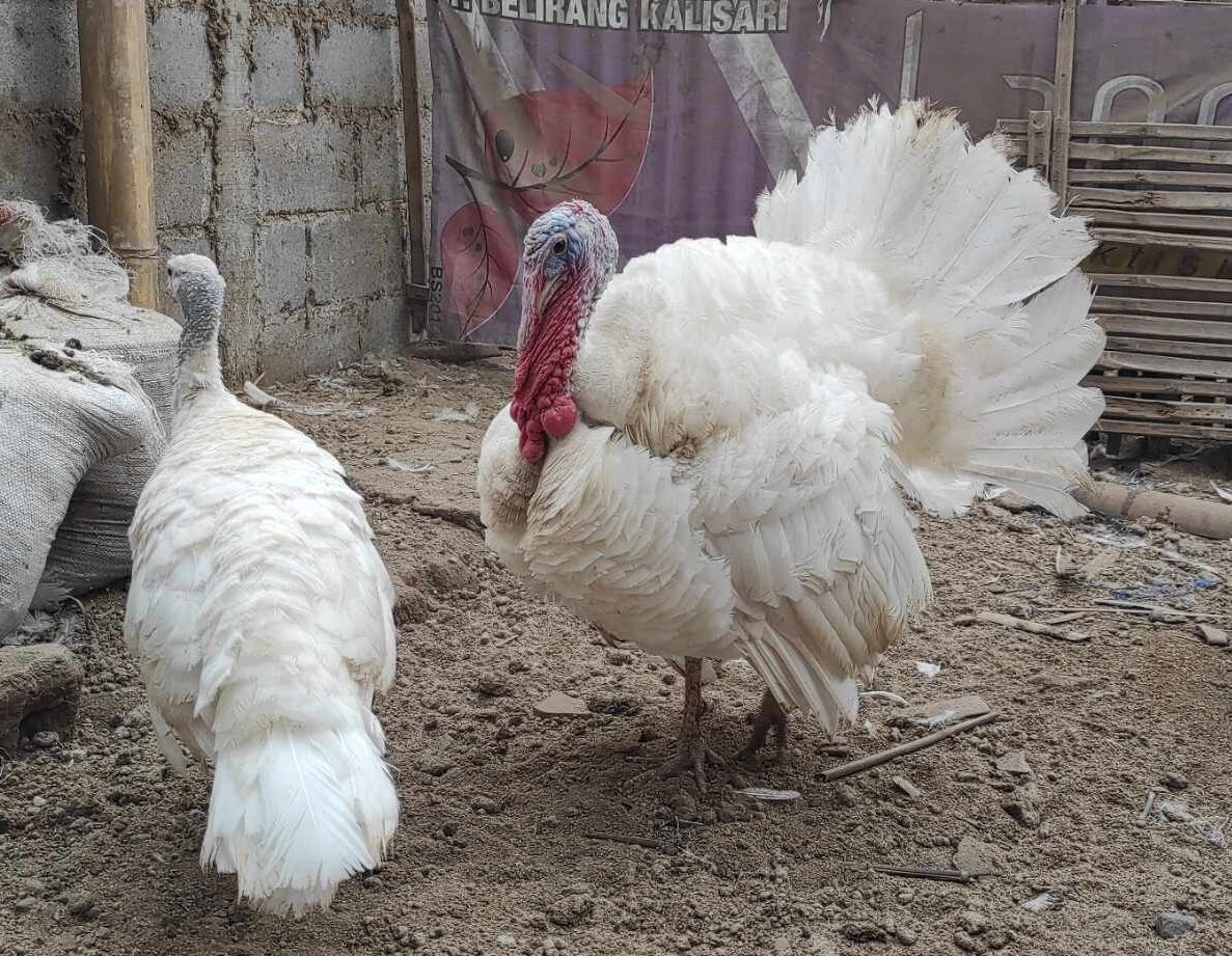 Ayam kalkun white holland adalah jenis ayam kalkun yang mempunyai bulu berwarna putih.