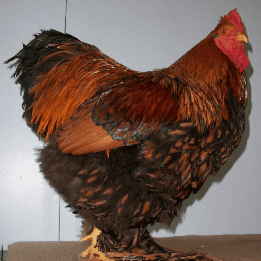Ayam Bantam Cochin