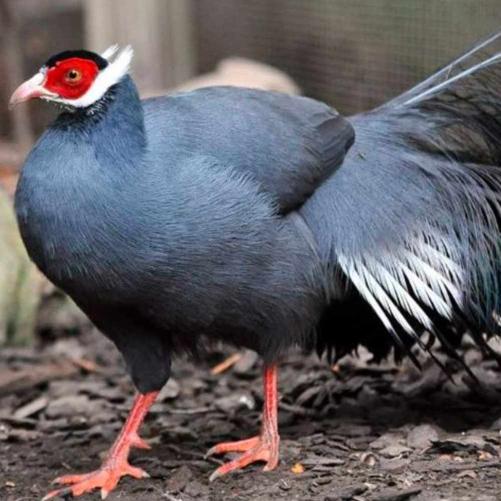 Blue Eared Pheasant