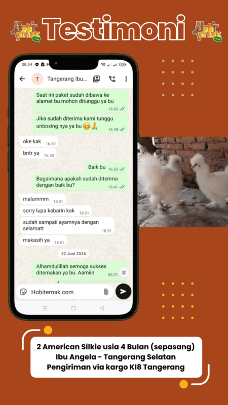 Testimoni pesanan ayam american silkie sepasang Ibu Angela di Tangerang Selatan