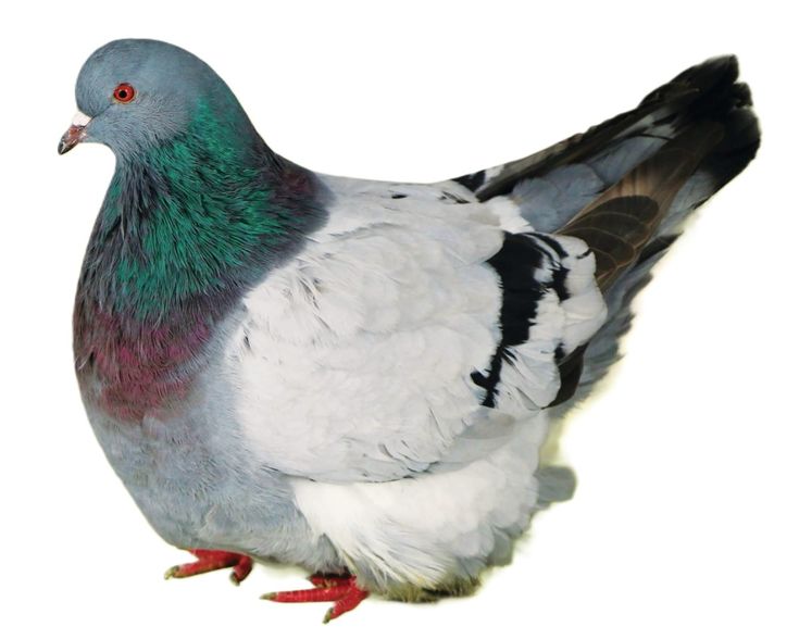 Merpati French Mondain - Gambar 4