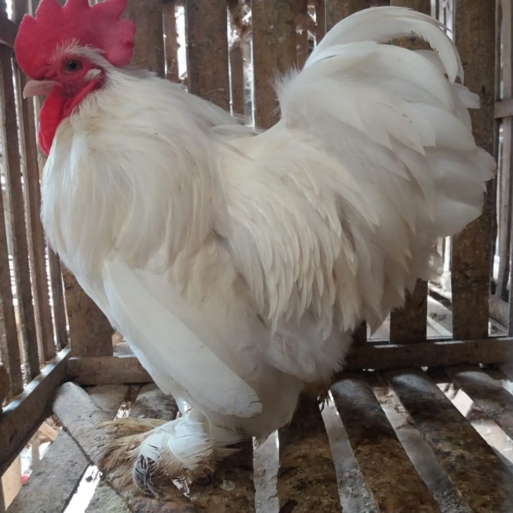 Ayam Giant Cochin