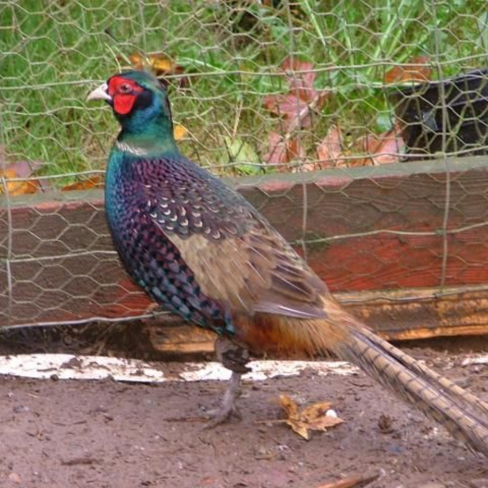 Green Ringneck Pheasant