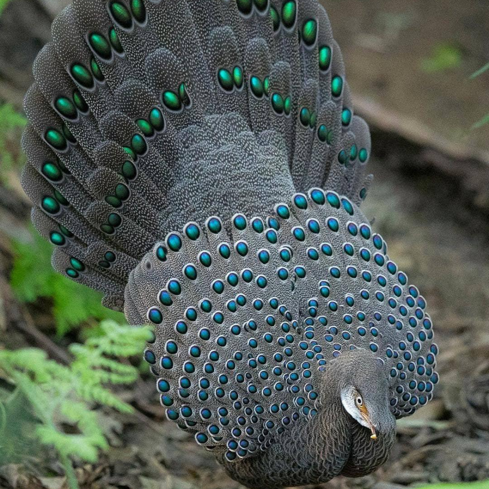 Grey Peacock Pheasant