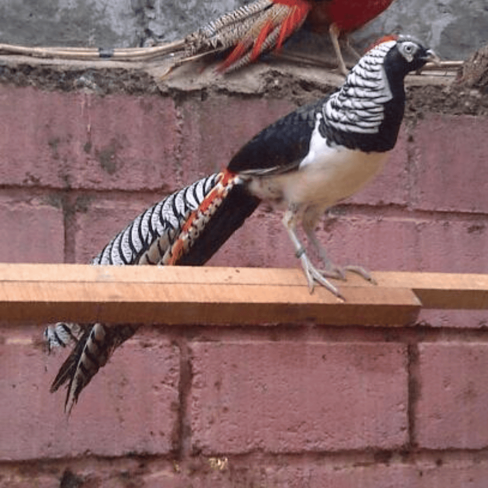 Lady Amherst's Pheasant