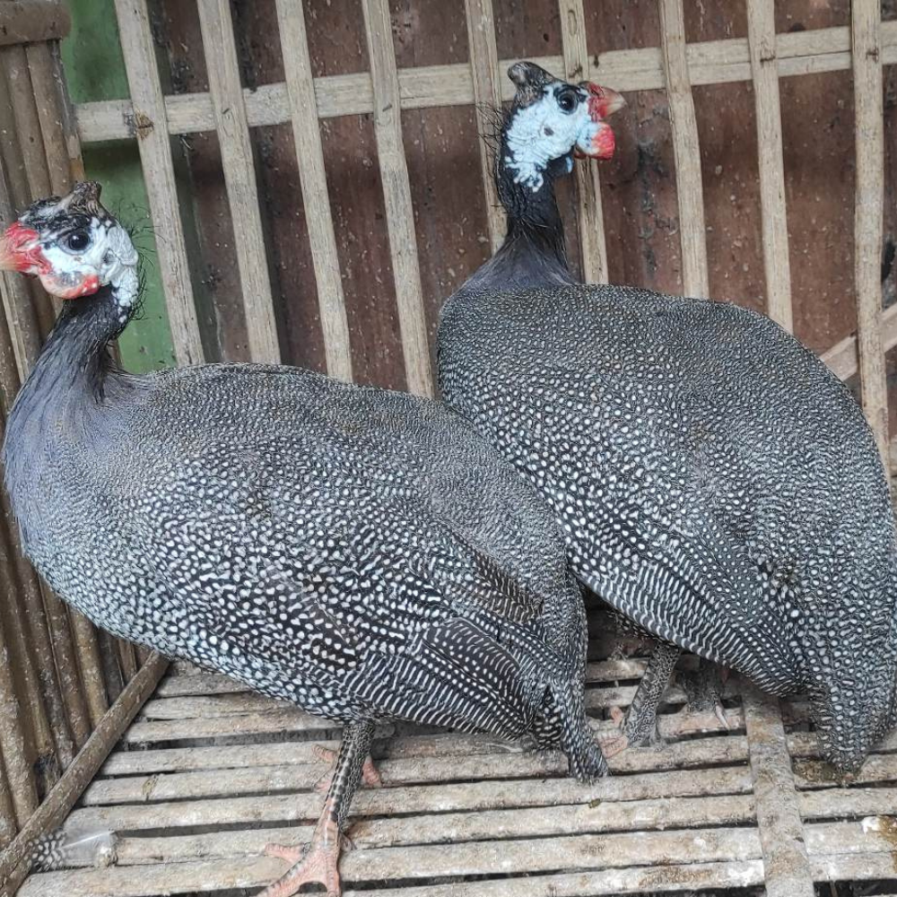 Ayam Mutiara Hitam