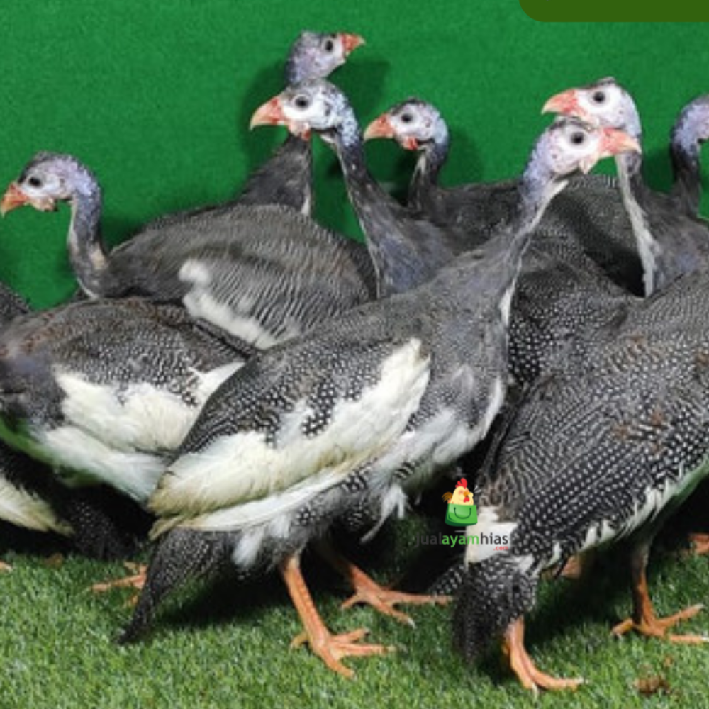 Ayam Mutiara Plangkok