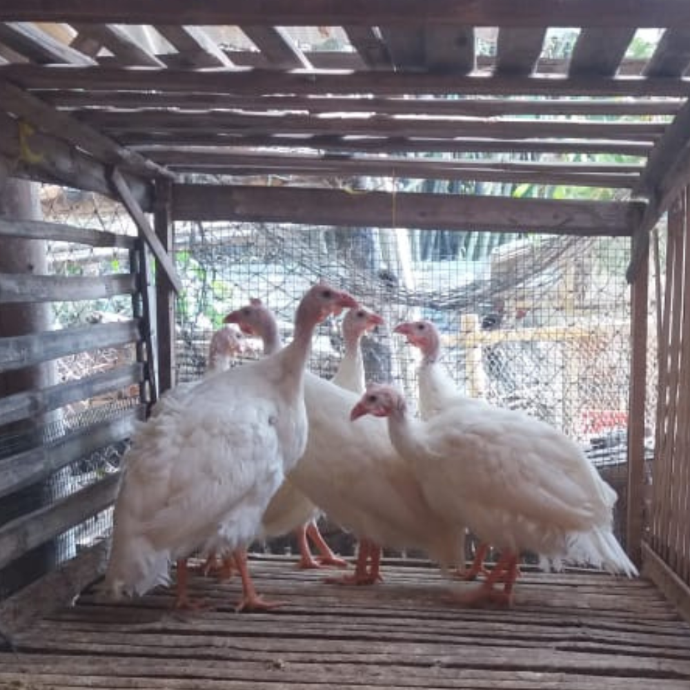 Ayam Mutiara Putih/Albino
