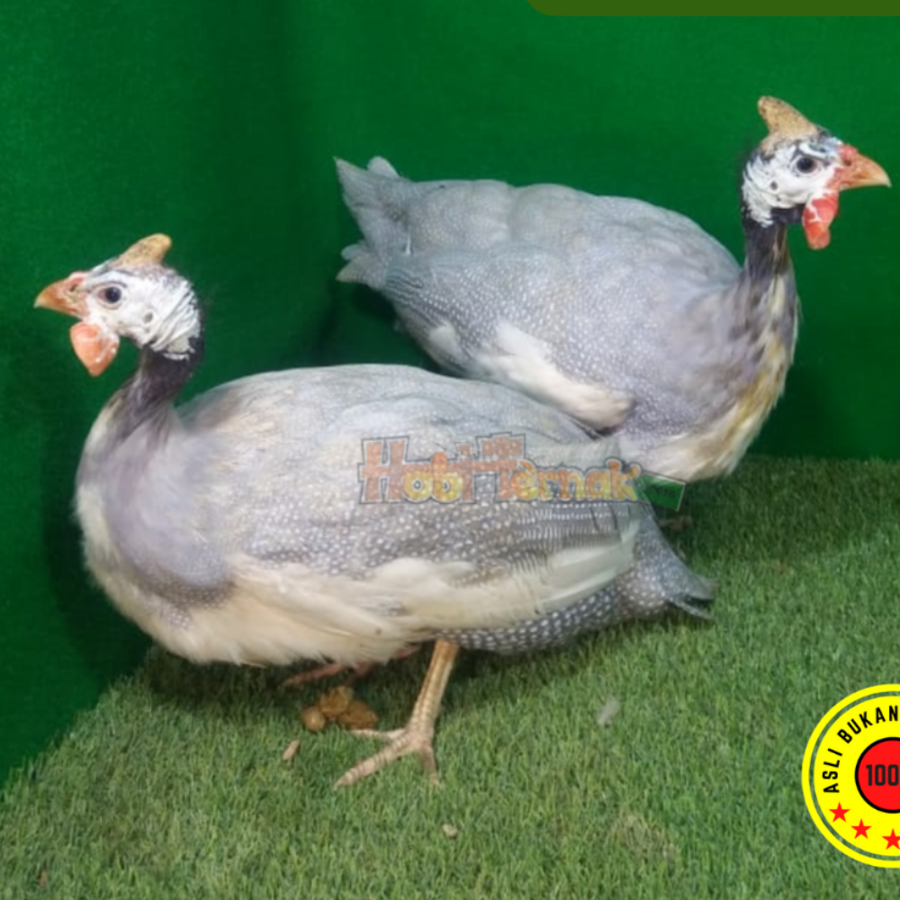 Ayam Mutiara Silver