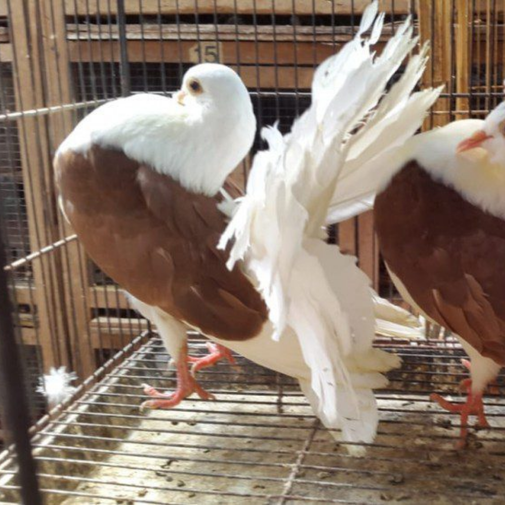 Merpati American Fantail