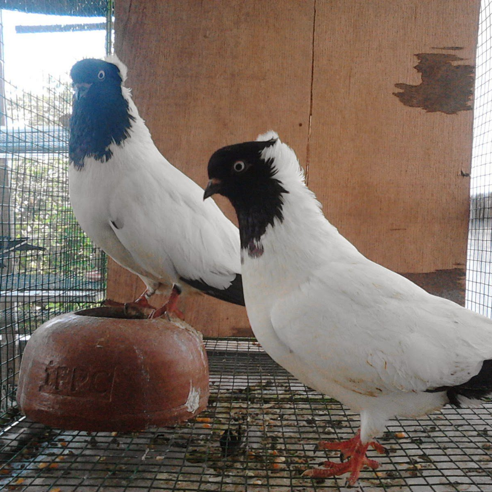 Merpati Blacknun