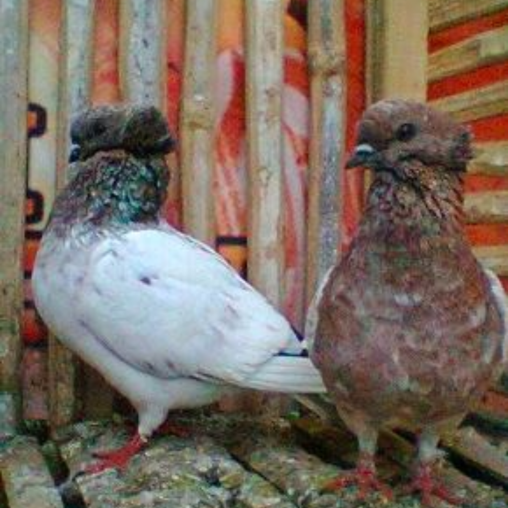 Merpati Brongsong