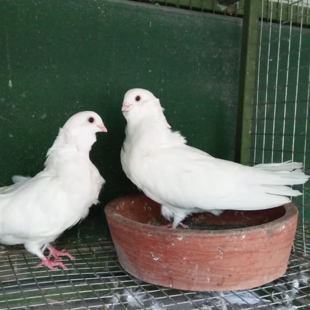 Merpati Chinezze Owl