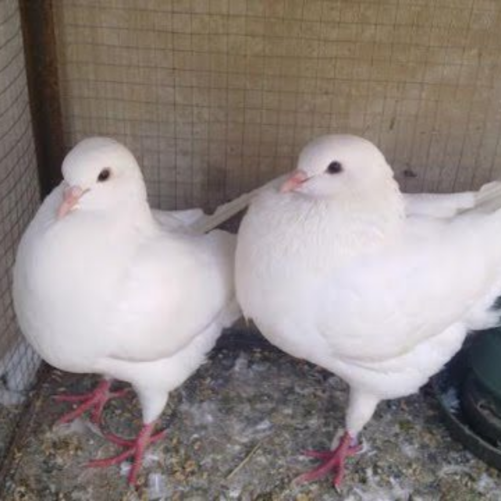 Merpati King Jumbo