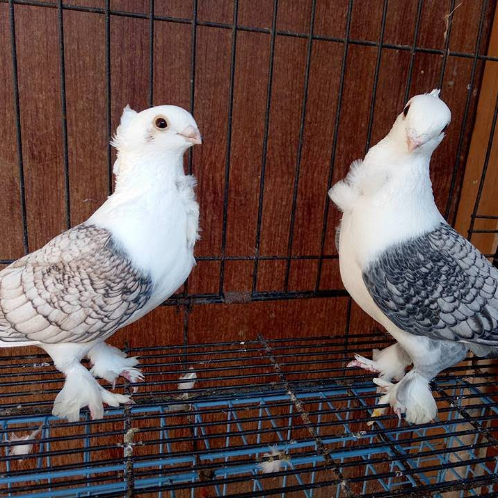 Merpati Sattinet