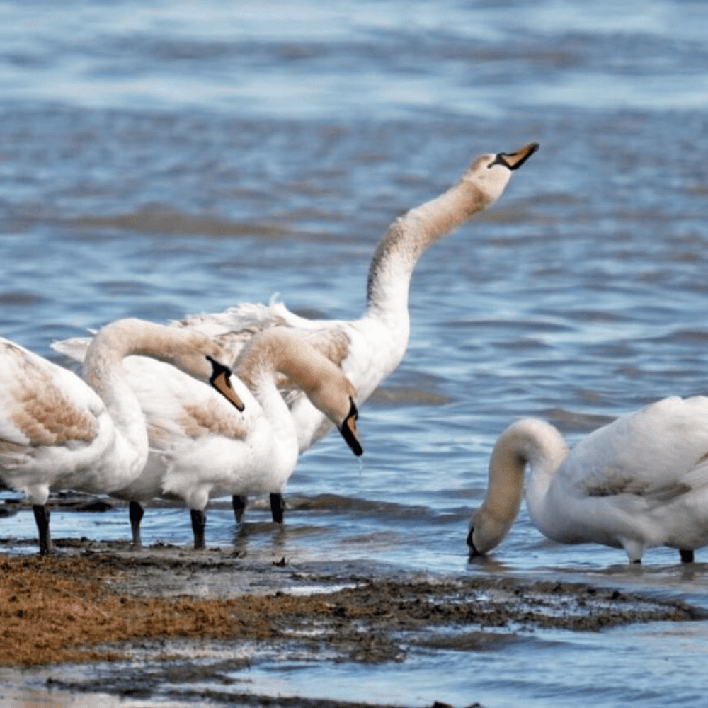 Mute Swan