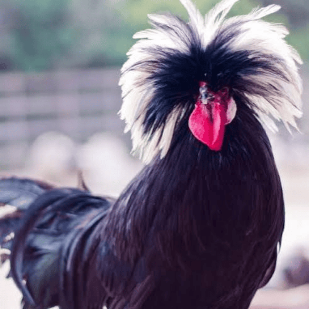 Ayam Poland White Crested