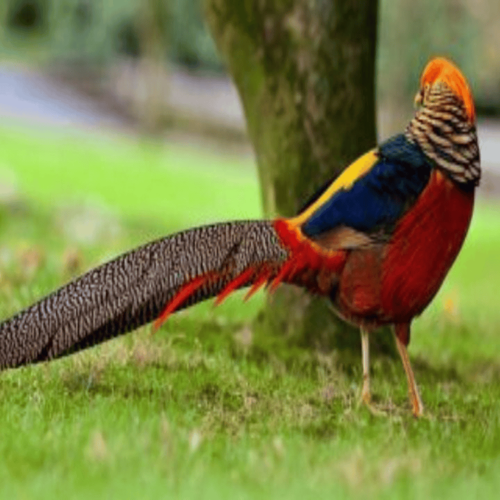 Red Pheasant