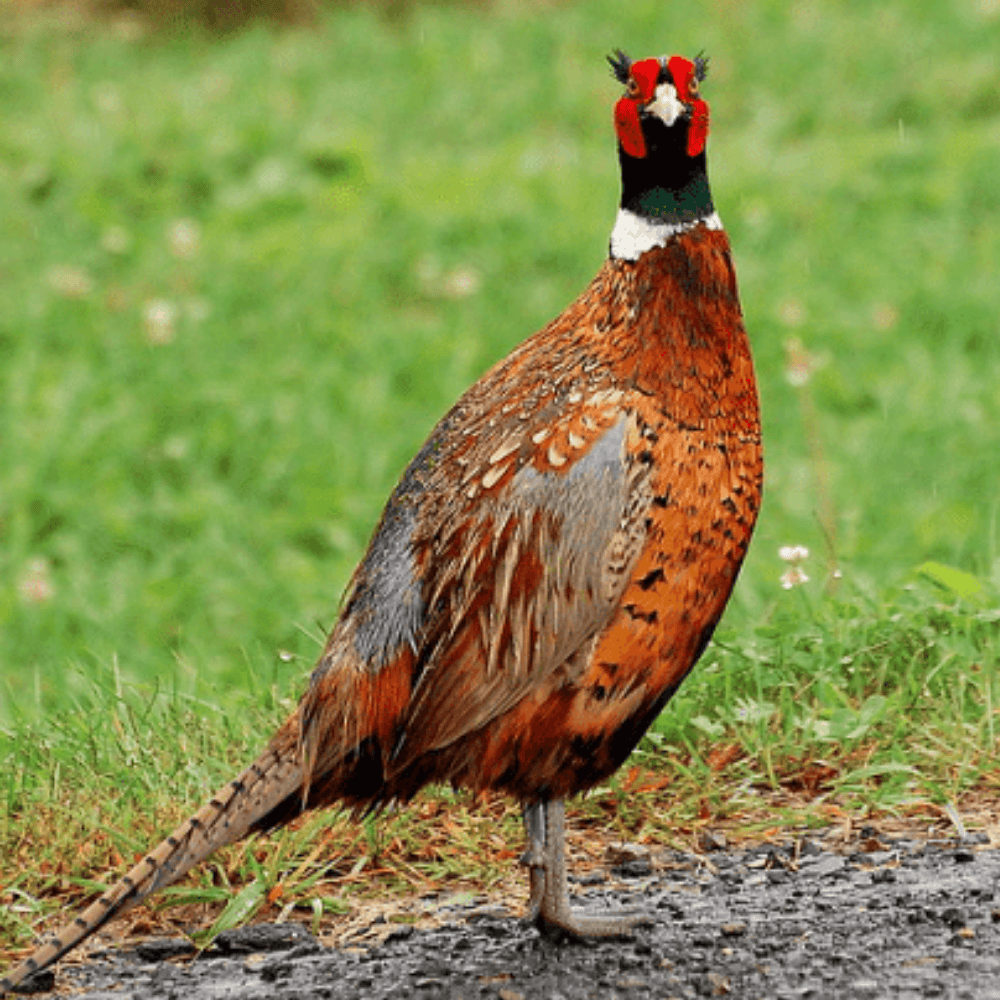 Red Ringneck Pheasant