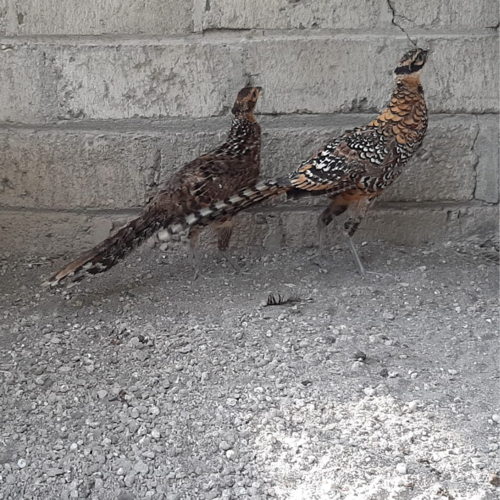 Reeves Pheasant
