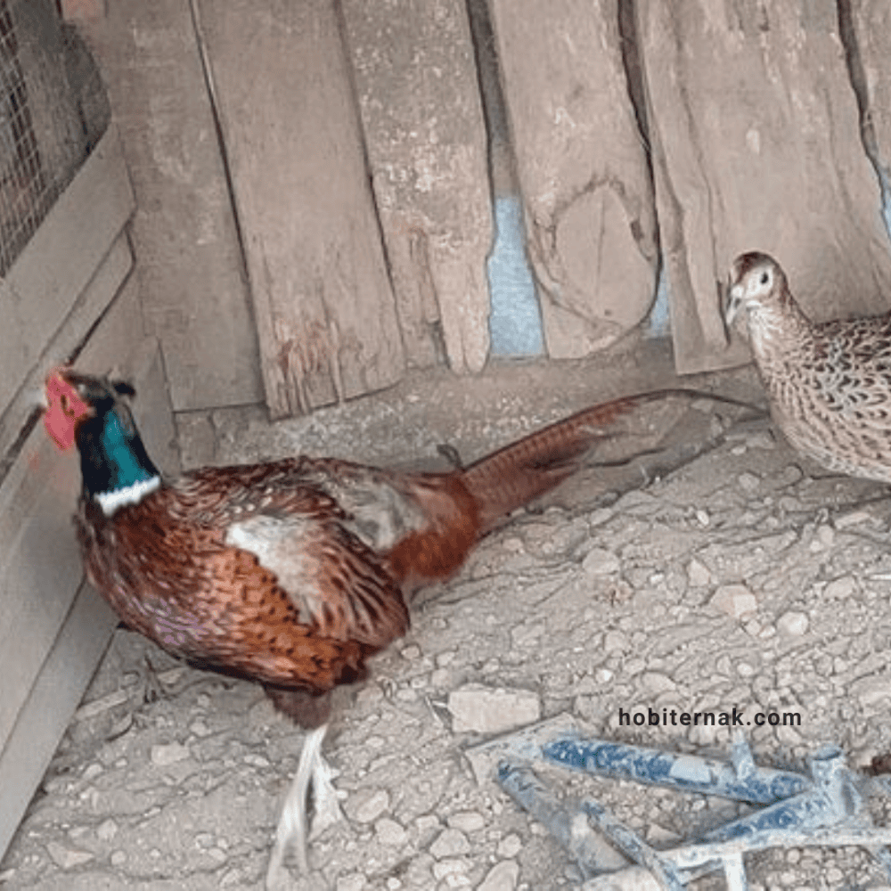 Ring Neck Pheasant