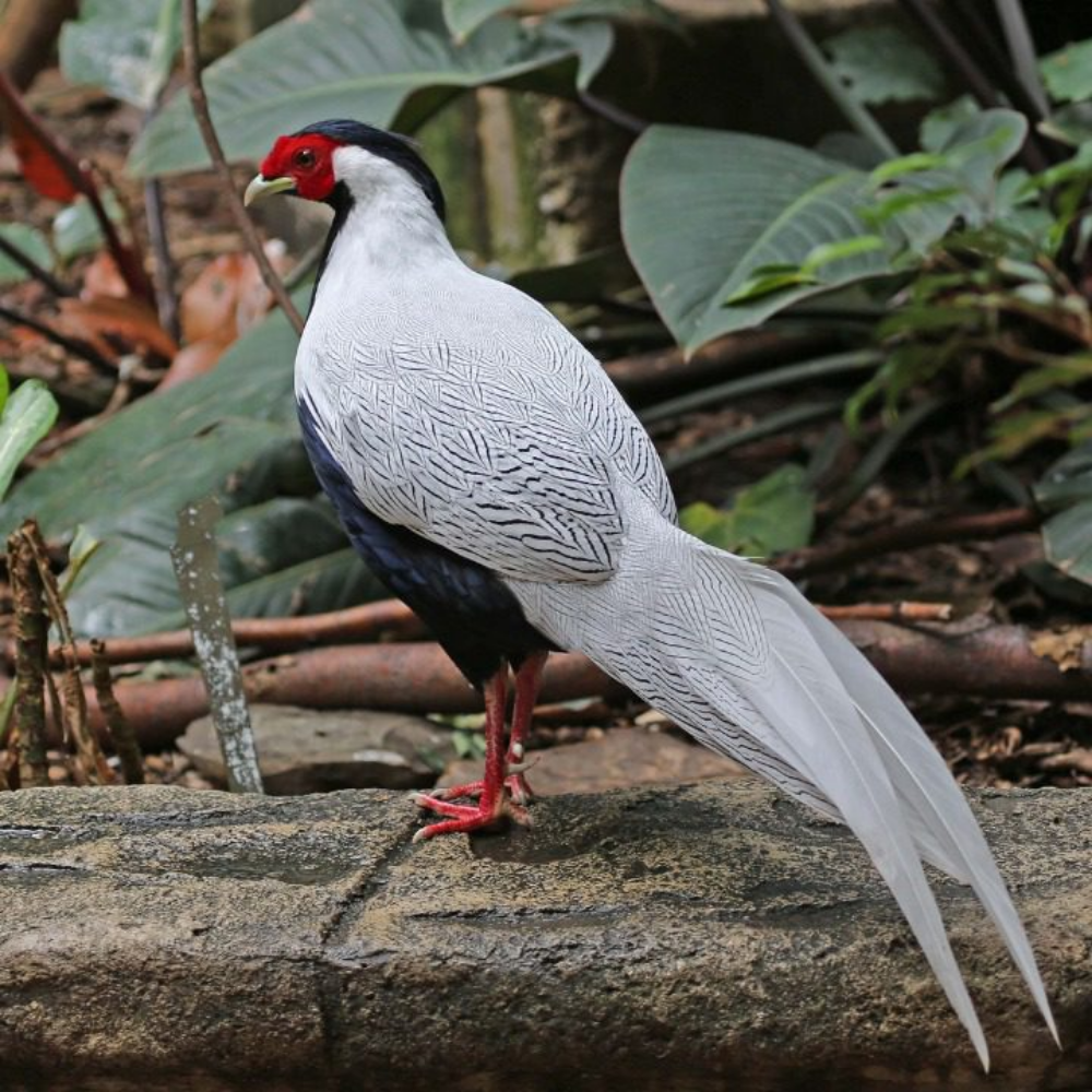 Silver Pheasant