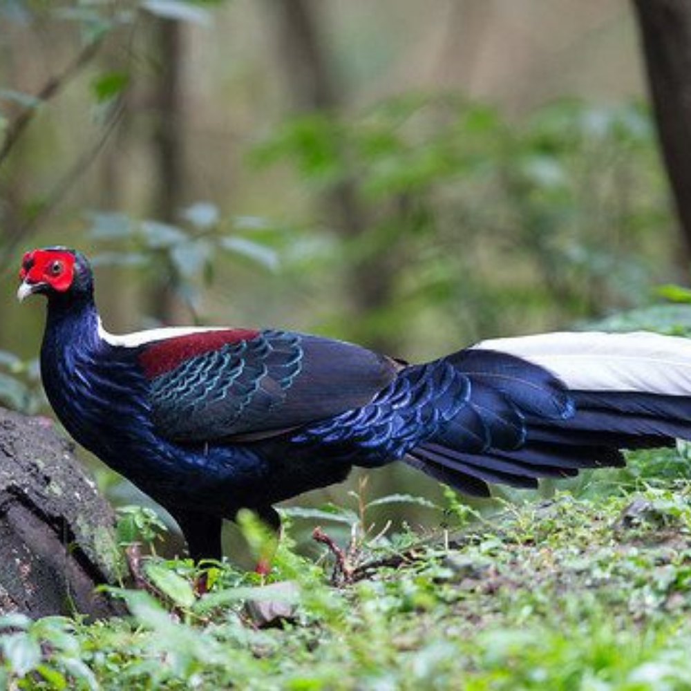 Swinhoe Pheasant