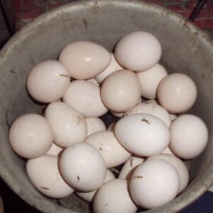 Telur Ayam Mutiara
