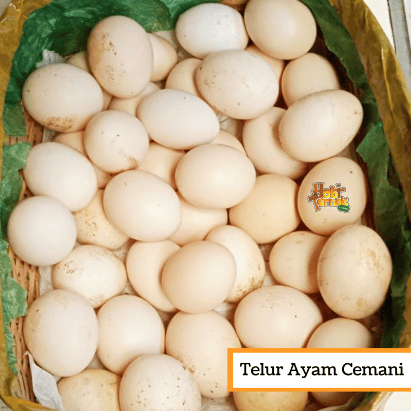 Telur Ayam Cemani
