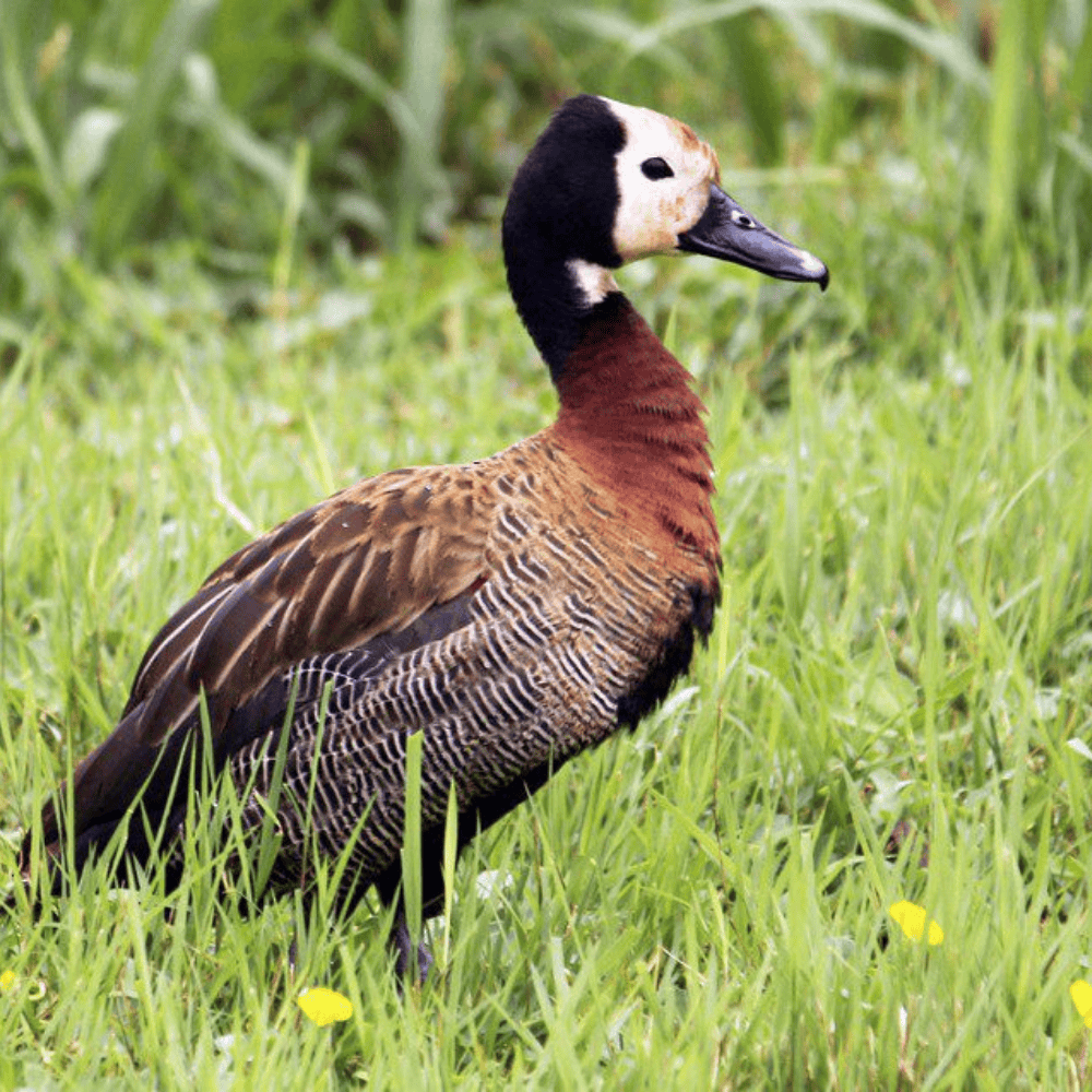 White Face Duck