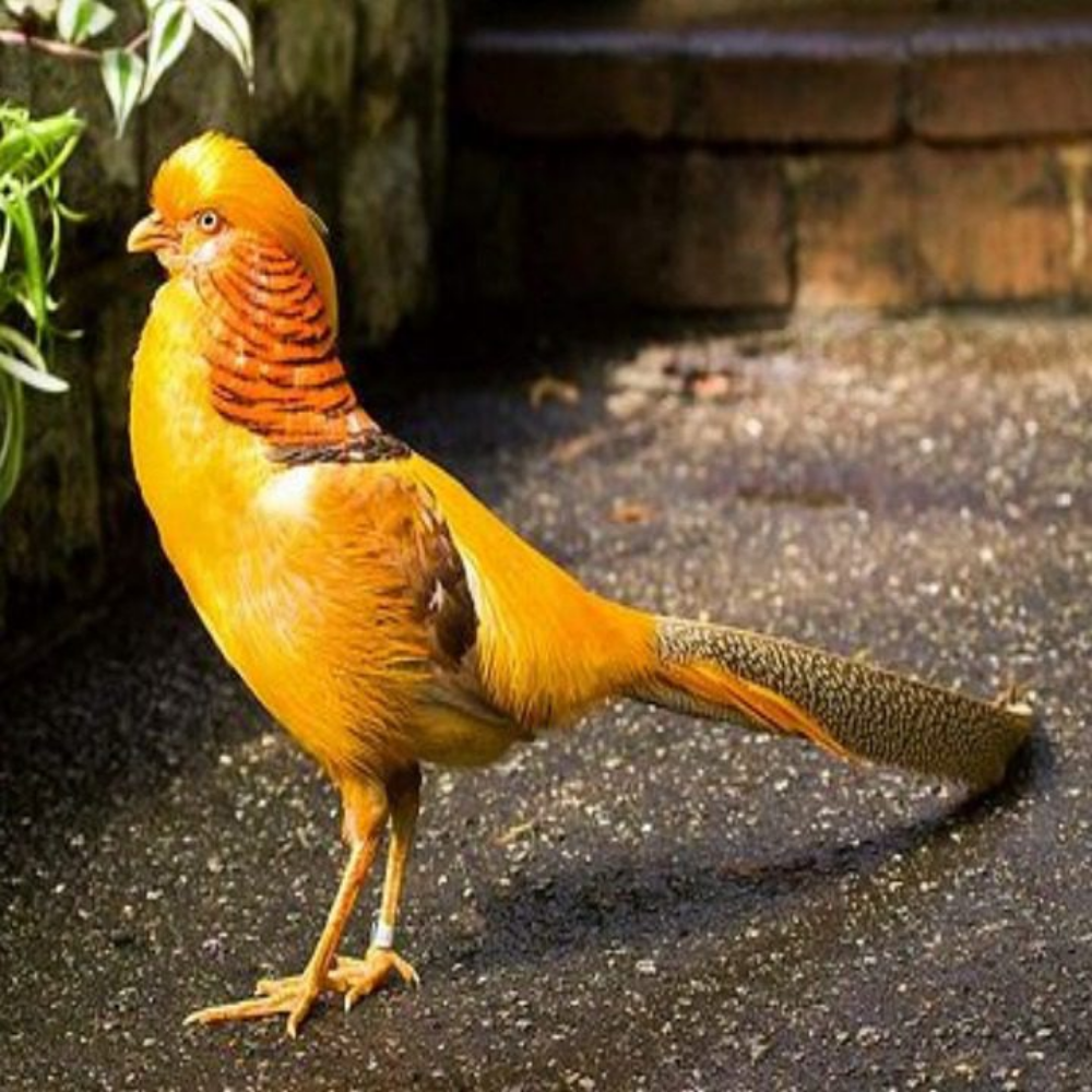 Yellow Pheasant