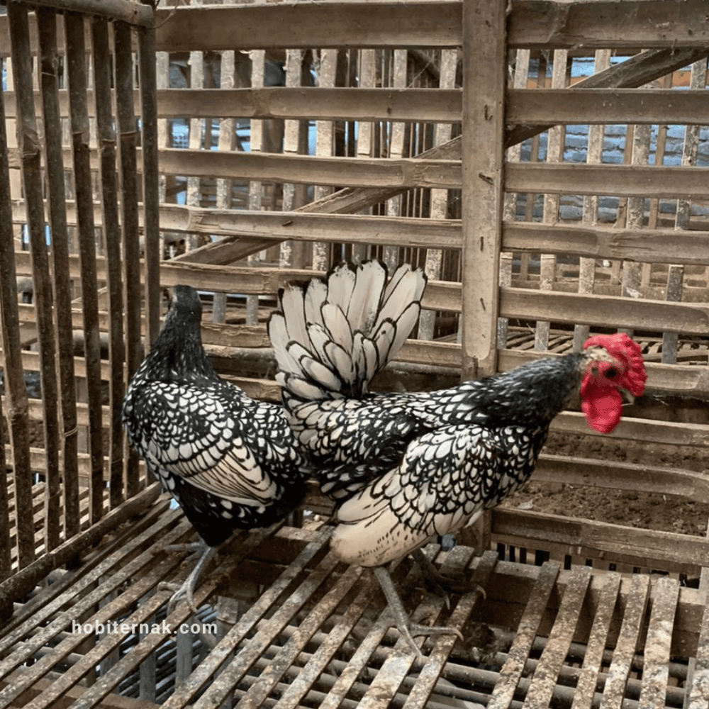 Ayam Batik Itali