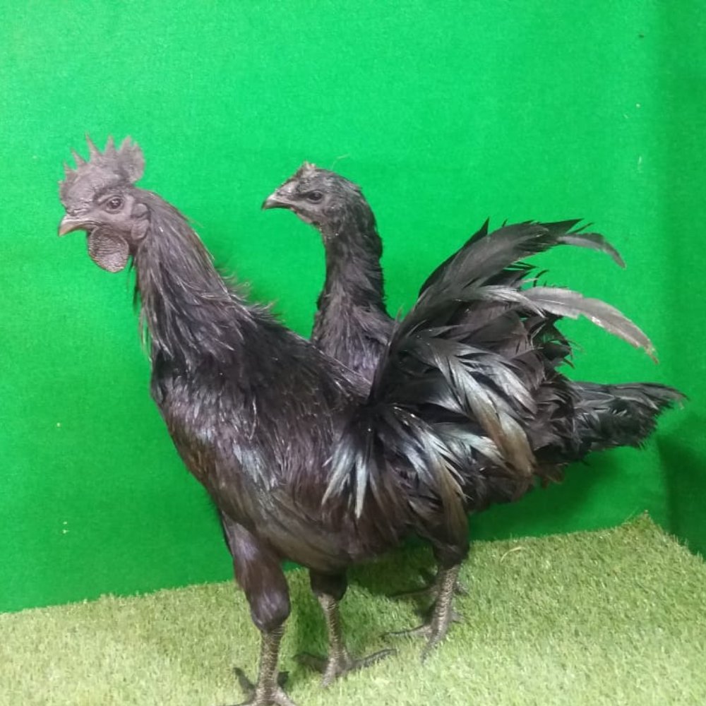 Ayam Cemani