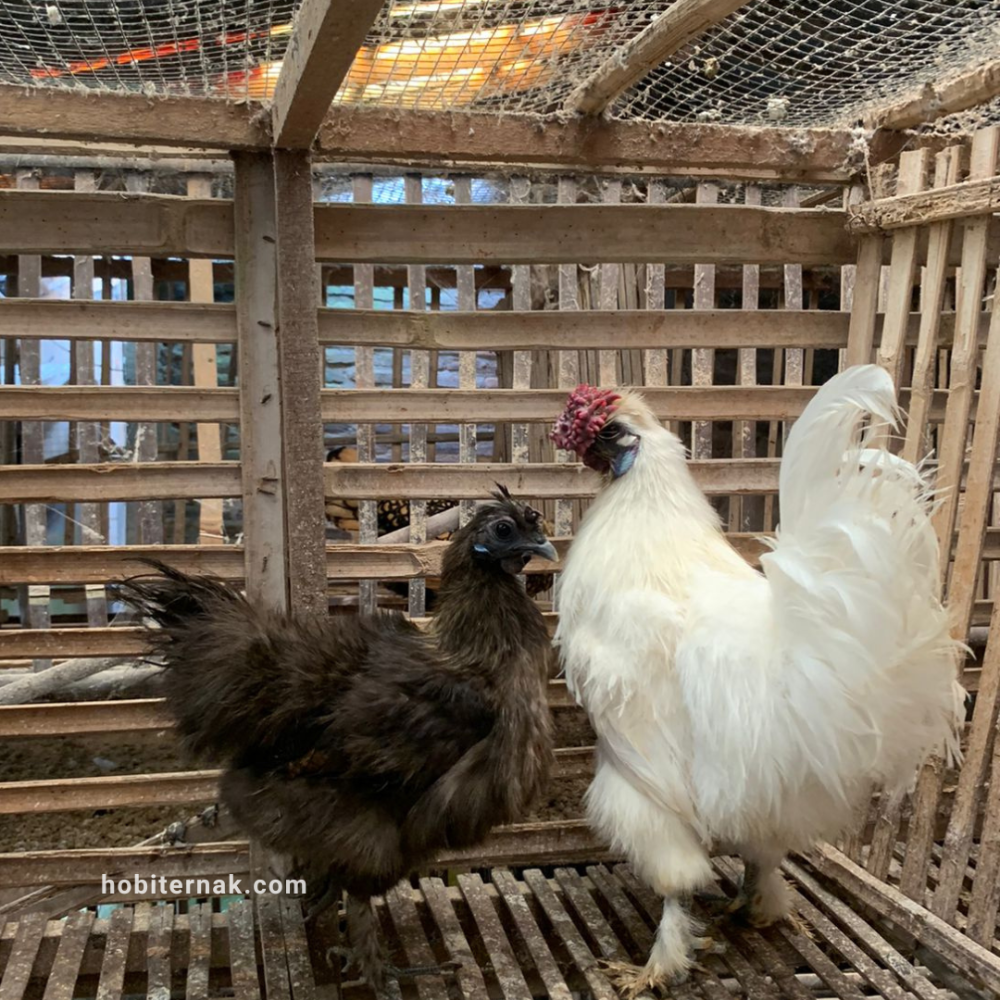 Ayam Kapas