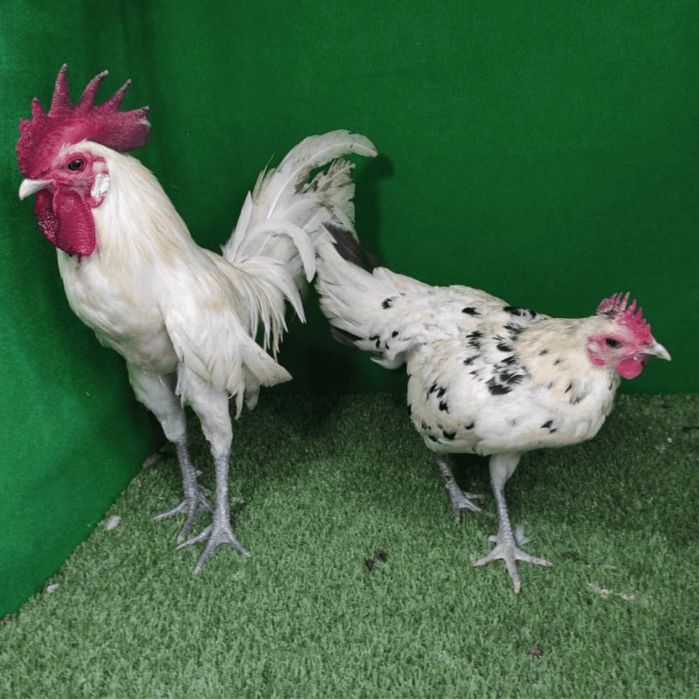 Ayam Ketawa