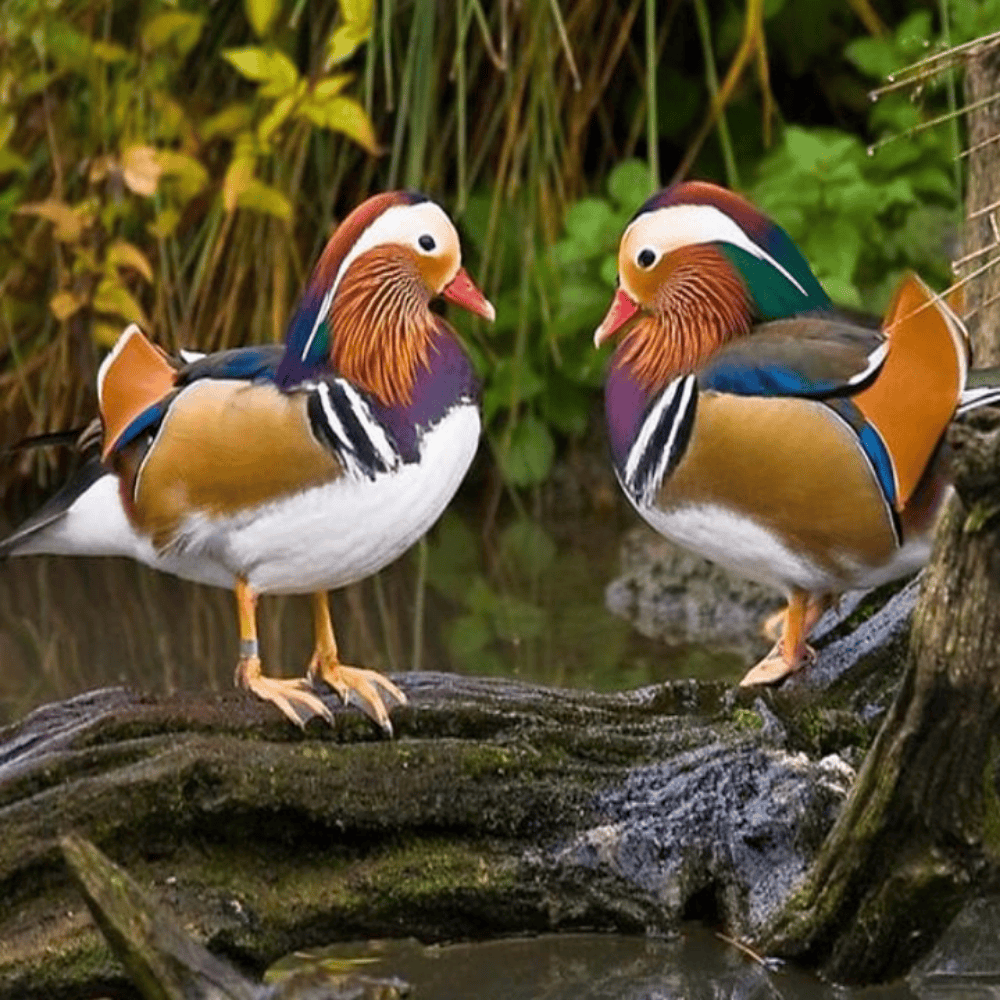 Bebek Mandarin