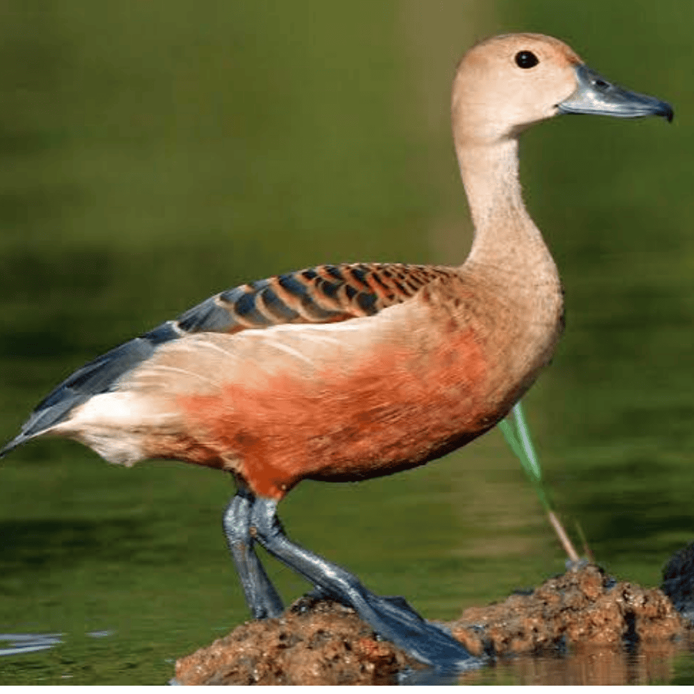 Burung Belibis