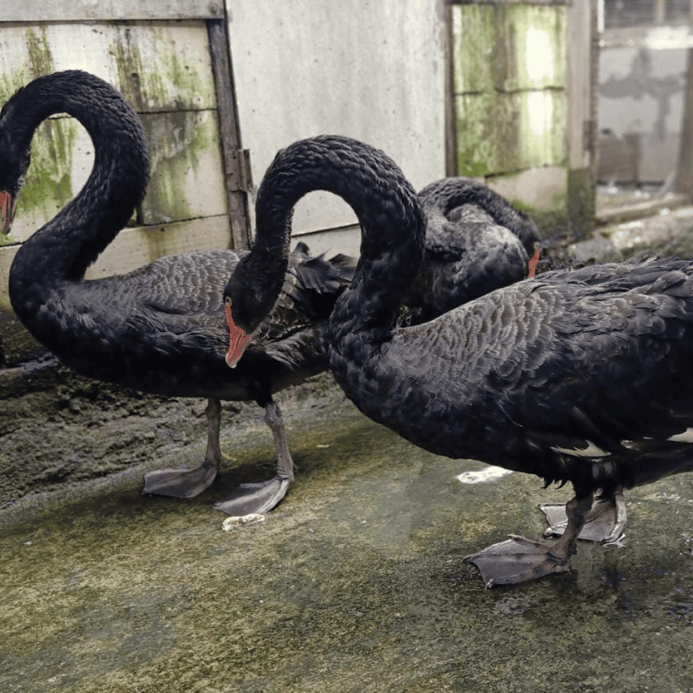Angsa Hitam (Black Swan)