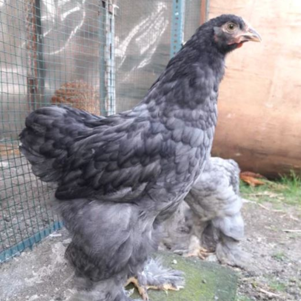 Blue Brahma