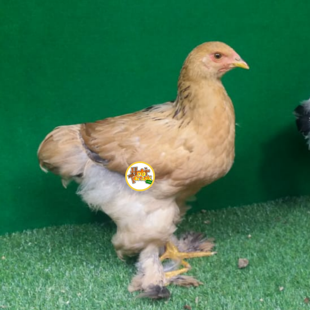 Buff Brahma