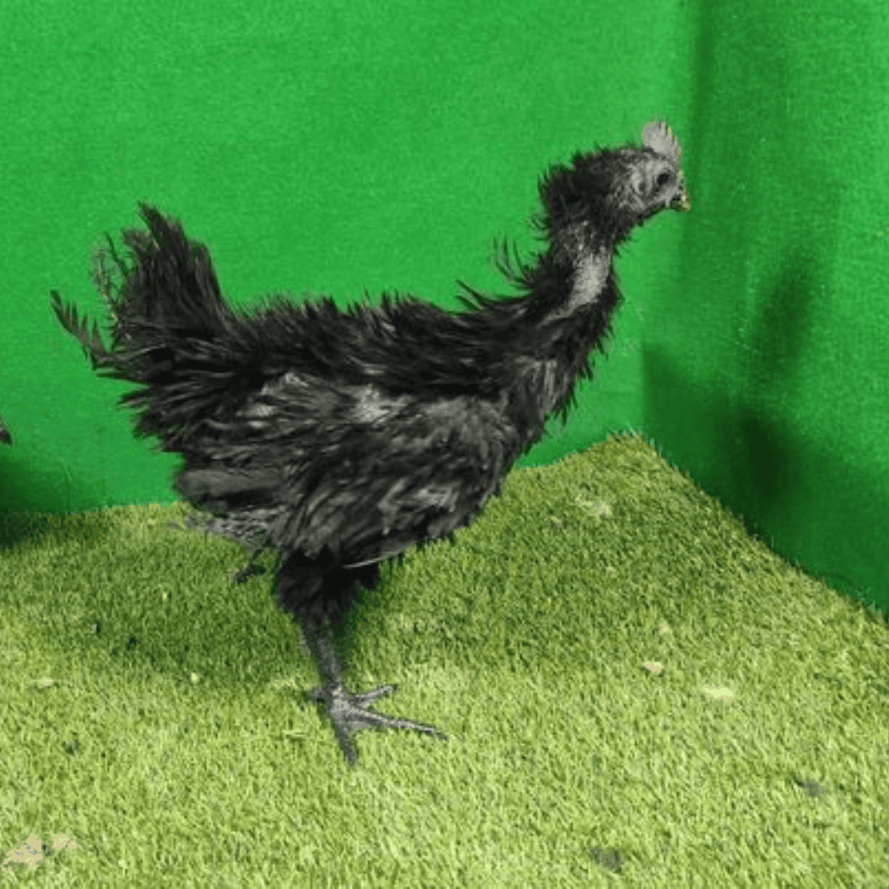 Ayam Cemani Walik