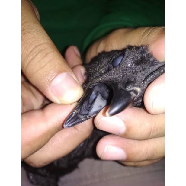 Ayam Cemani Lidah Abu