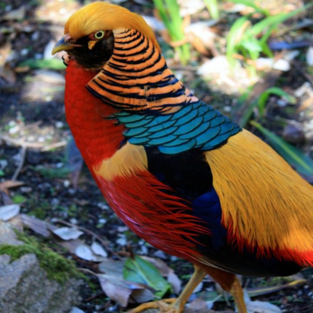 Dark Golden Pheasant
