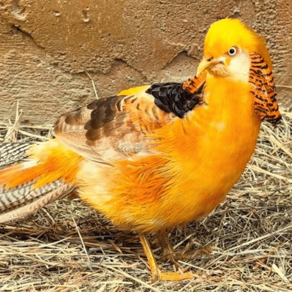 Dark Yellow Pheasant