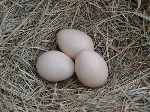Salah satu gambar telur ayam cemani yang memiliki warna cangkang yang hampir menyerupai telur ayam kampung | image 4