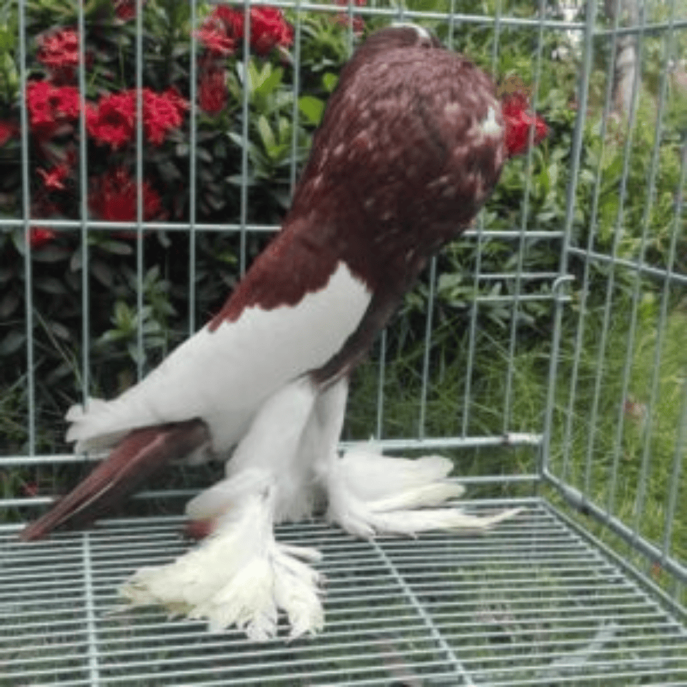 Merpati Gondok