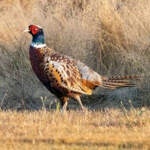Ringneck Pheasant