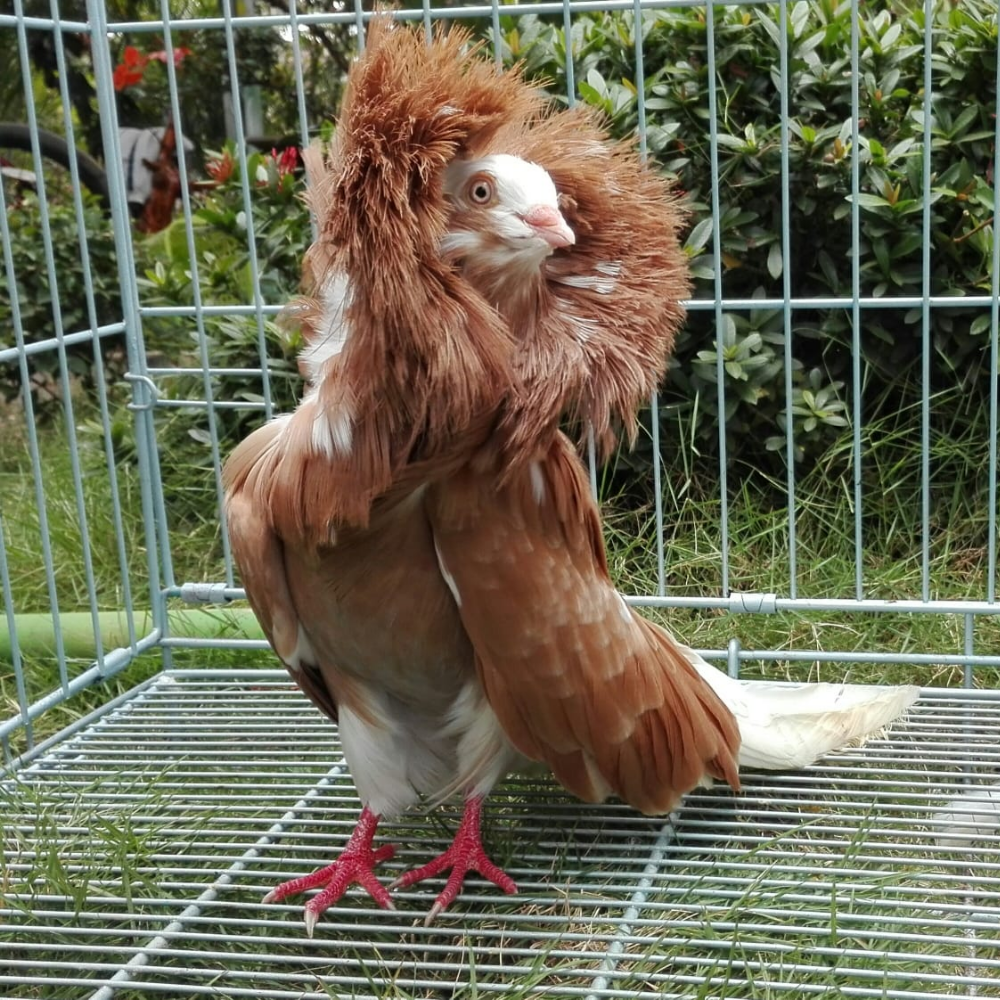 Merpati Jacobin