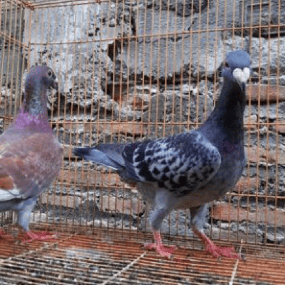 Merpati Jerman GBH