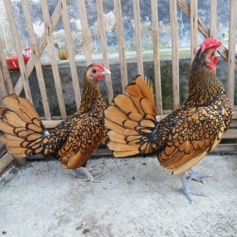 Ayam Kanada Coklat Gold